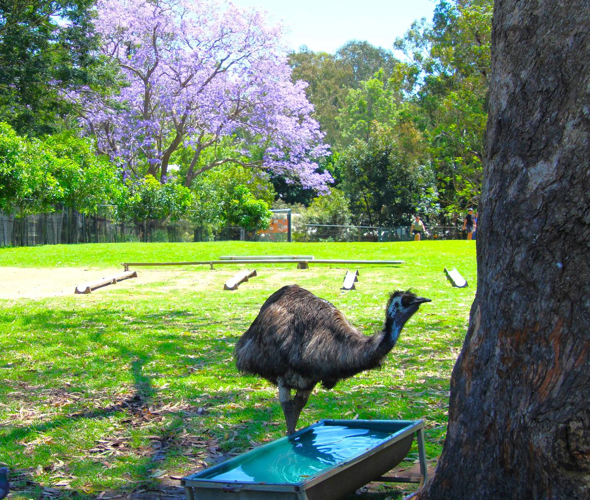 At Lone Pine Koala Sanctuary in Fig Tree Pocket just outside of Brisbane, an emu sips water near the shade of a jacaranda tree. The skies of the Brisbane area in an Australian spring are filled with pillowy clouds of sweetly-scented jacaranda blossoms. (Mary Ann Anderson/TNS)