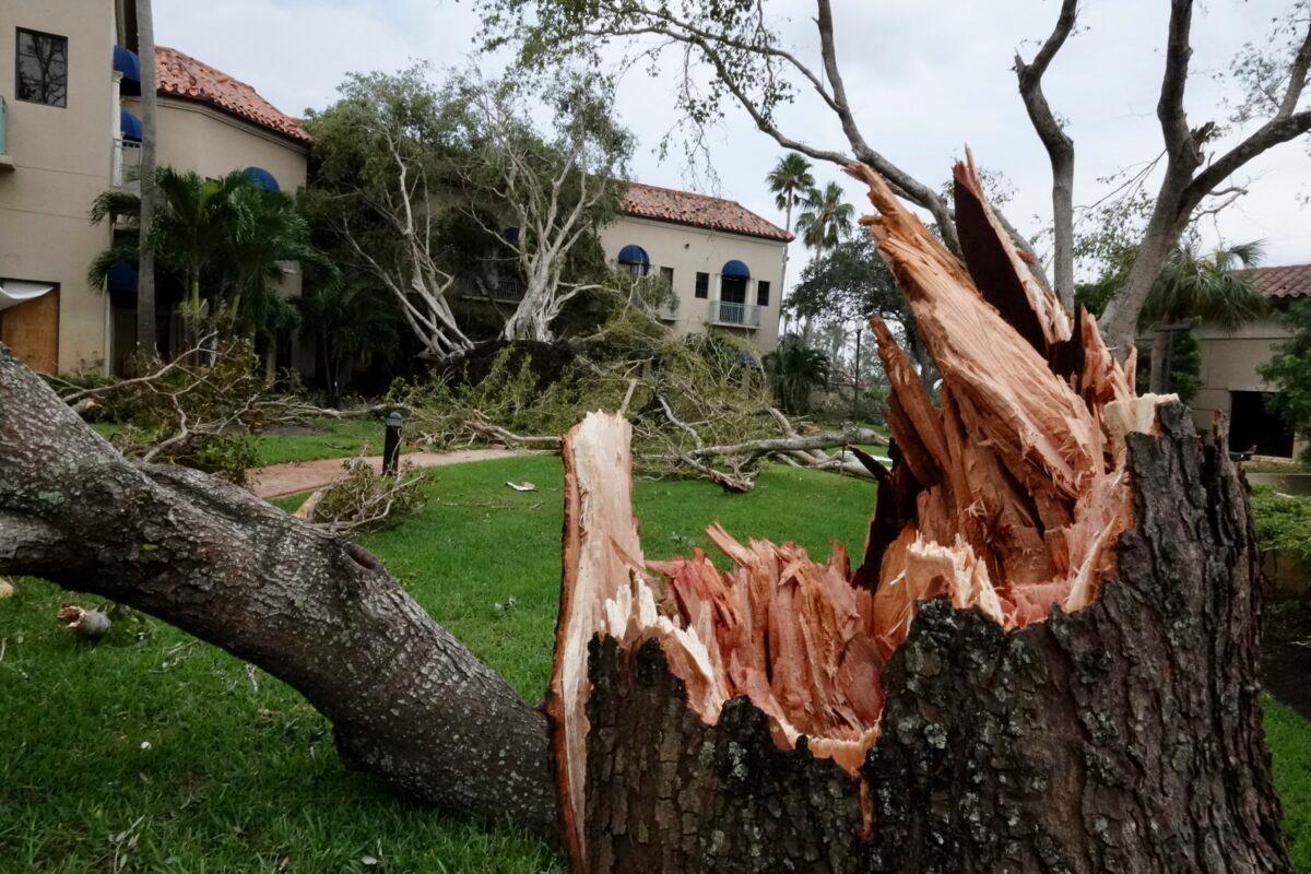 Damaged trees appear on a property after a reported tornado hit the area in Palm Beach Gardens, Fla., on April 30, 2023. (Joe Cavaretta/South Florida Sun-Sentinel via AP)