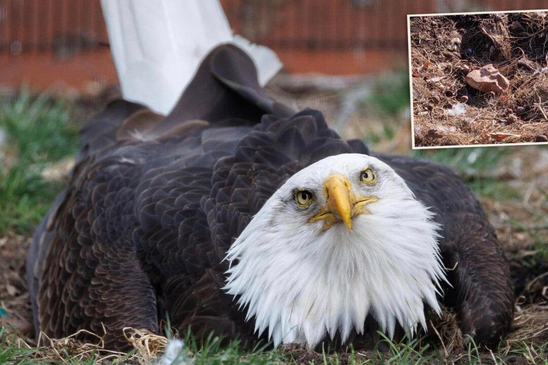 Flightless Bald Eagle in Missouri Who Was Incubating a Rock Receives a Heartwarming Gift