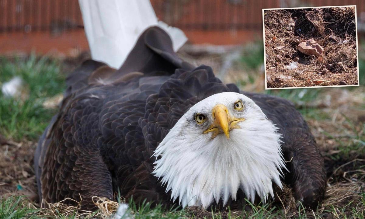Flightless Bald Eagle in Missouri Who Was Incubating a Rock Receives a Heartwarming Gift