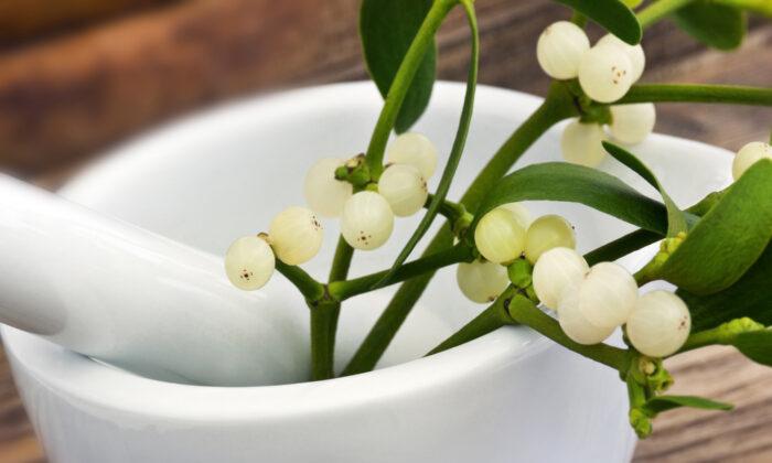 Intravenous Mistletoe Shows Potential as Cancer Therapy