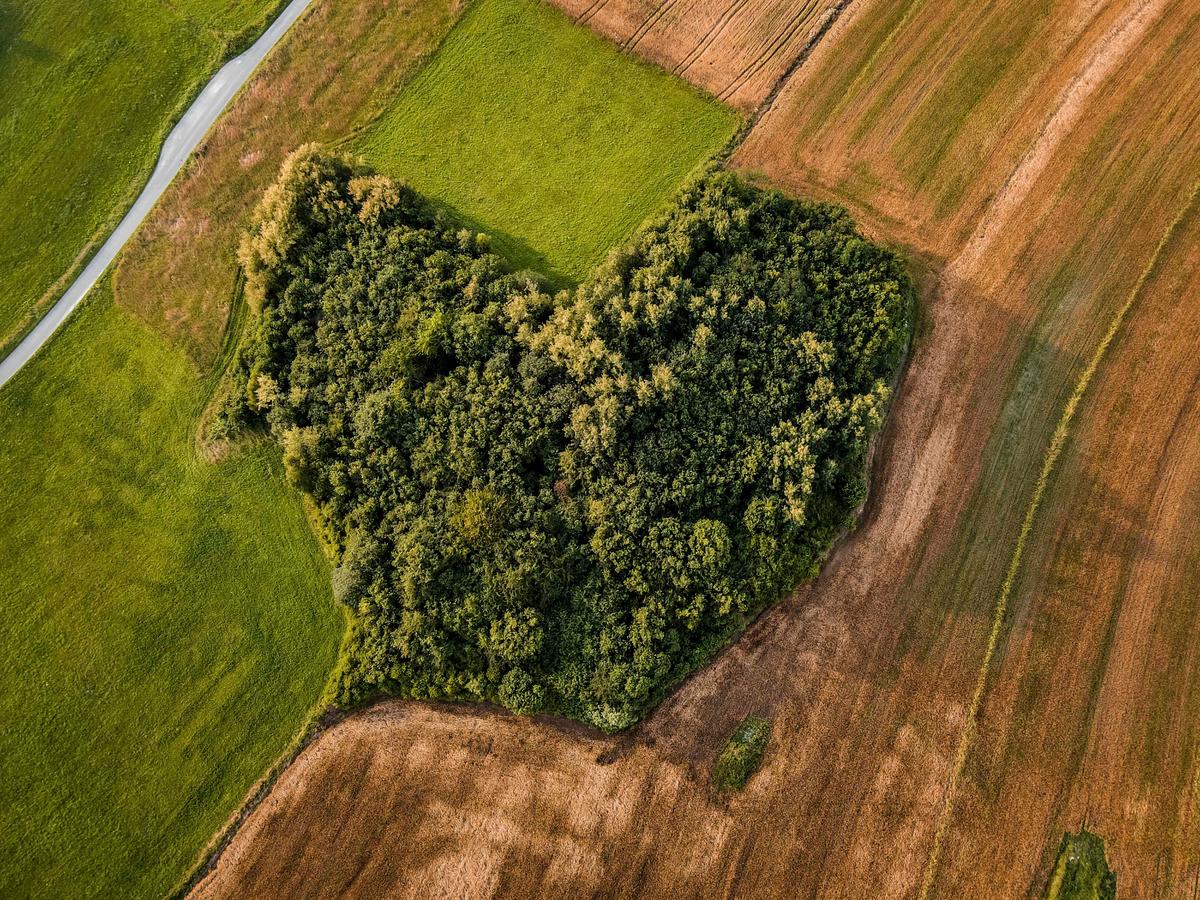 A heart-shaped growth of vegetation seen from over Sułoszowa, Poland. (Courtesy of <a href="https://www.instagram.com/foto_po_mojemu_m.kindryk/">Małgorzata Kindryk</a>)