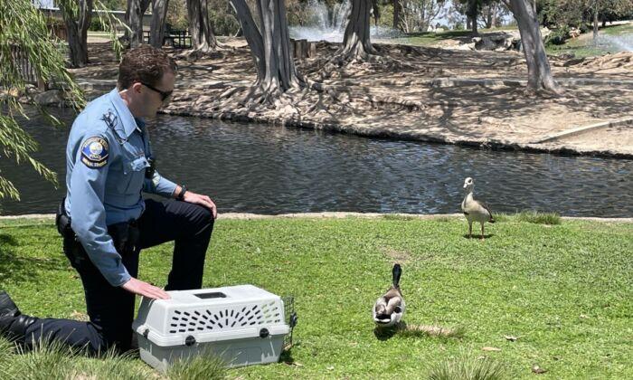 Mallard Duck Shot With Mini Crossbow Gun Gets 2nd Chance at Life