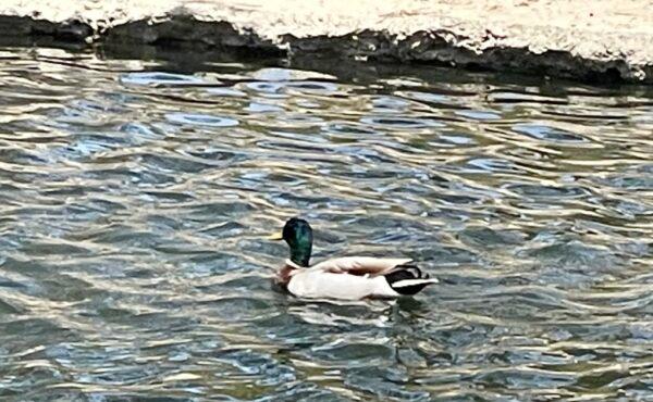 A mallard duck is released at TeWinkle Park following its rehabilitation after being shot in the neck and cheek with an arrow in Costa Mesa, Calif., on April 28, 2023. (Carol Cassis/The Epoch Times)