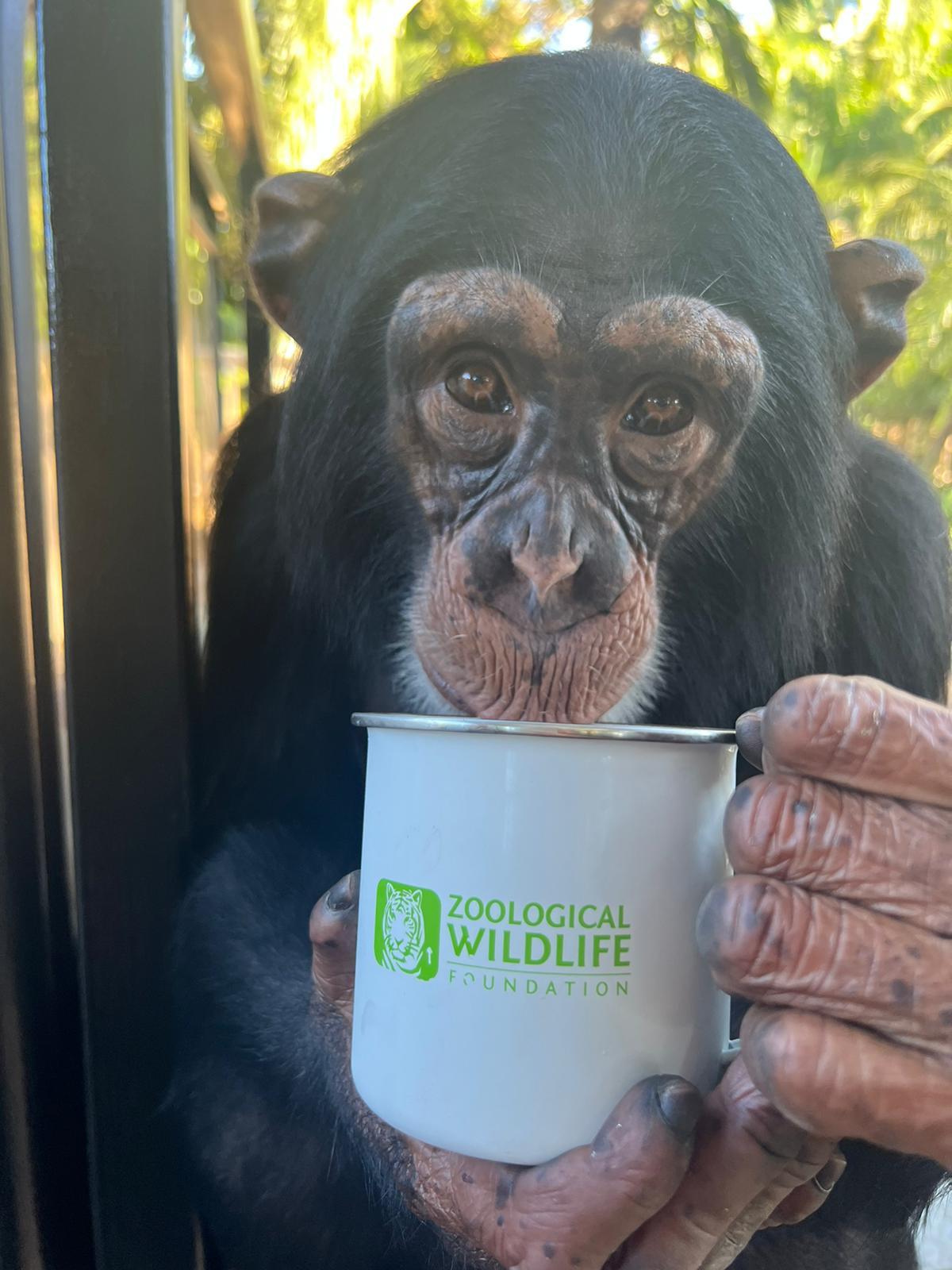 Limbani the chimpanzee, who lives in Zoological Wildlife Foundation. (Courtesy of <a href="https://zoologicalwildlifefoundation.com/">ZWF MIAMI</a>)