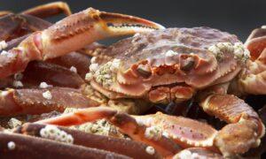 Fishers Crabby Over Japan’s Russian Imports, but Tokyo Says Canada Exports Negligible