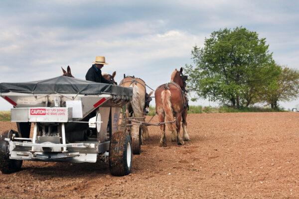 Outside pressure to modernize farming practices is felt within the Amish community. Photo taken on April 27, 2023. (Richard Moore/The Epoch Times)
