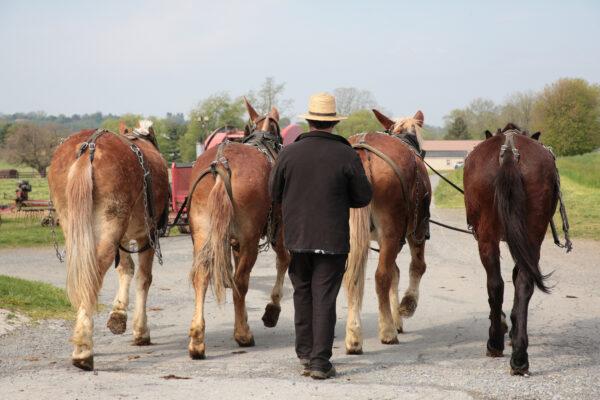 An Amish farmer with his team of mules at Old Windmill Farm in Ronks, Pa., on April 26, 2023. (Richard Moore/The Epoch Times)