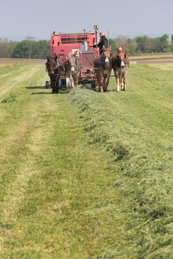An Amish farmer's team of mules pulls a hay baler at Old Windmill Farm in Ronks, Pa., on April 26, 2023. (Richard Moore/The Epoch Times)