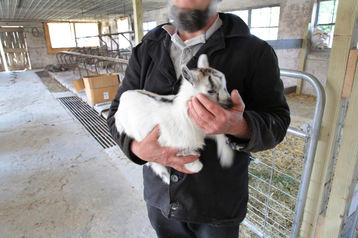 A kid goat at Old Windmill Farm in Ronks, Pa., on April 26, 2023. (Richard Moore/The Epoch Times)