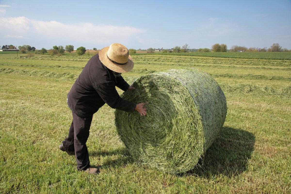 An Amish farmer checks moisture in a hay bale in Ronks, Pa., on April 26, 2023. (Richard Moore/The Epoch Times)