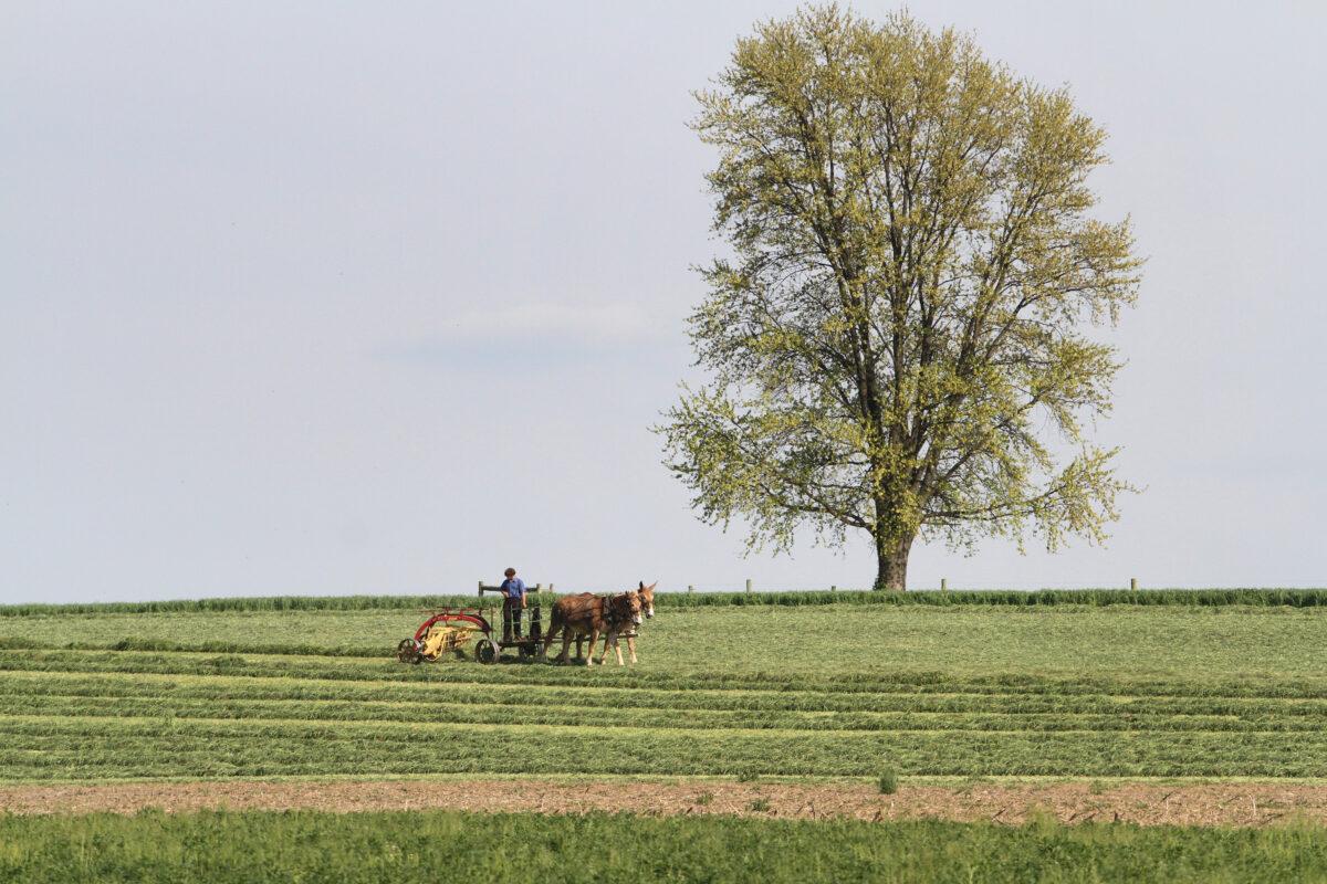  An idyllic rural landscape with mule-drawn farming equipment is shown in Lancaster County, Pa., on April 26, 2023. (Richard Moore/The Epoch Times)