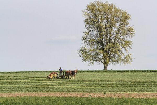 An idyllic rural landscape in Lancaster County, Pa., features many mule-drawn pieces of farming equipment on April 26, 2023. (Richard Moore/The Epoch Times)