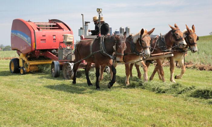IN-DEPTH: Pennsylvania Amish Kept True to Their Traditions—Then the Government Came