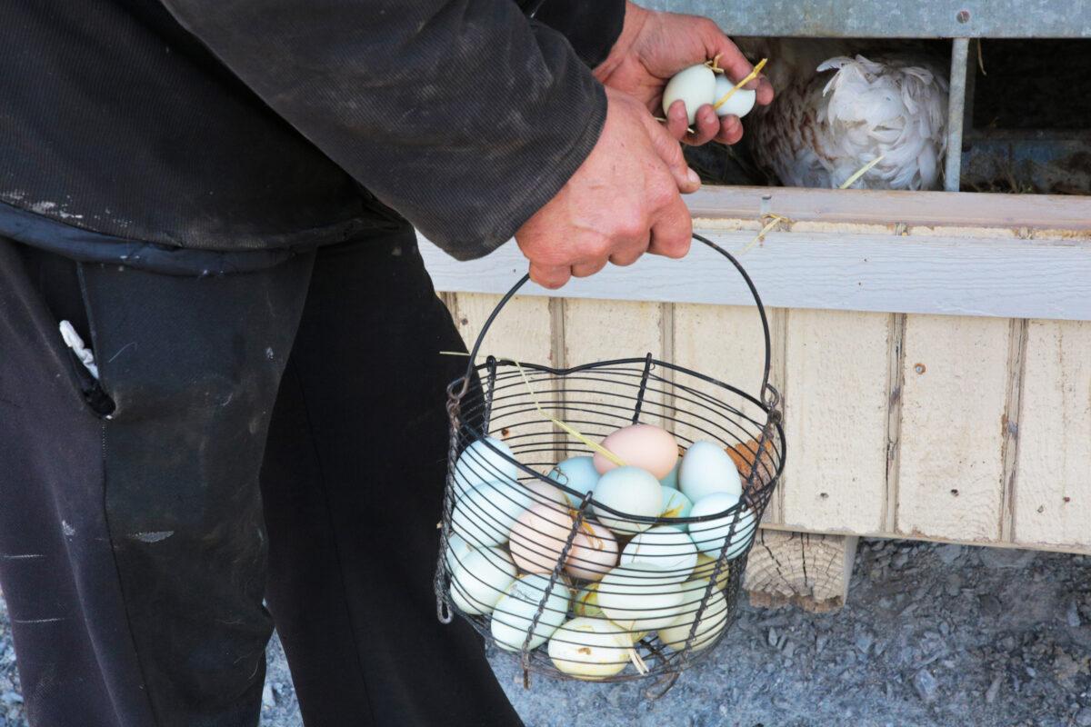 A farmer collects eggs from his chicken coop on April 26, 2023. Amish farmers are proud of the quality of goods they can provide to their customers. (Richard Moore/The Epoch Times)