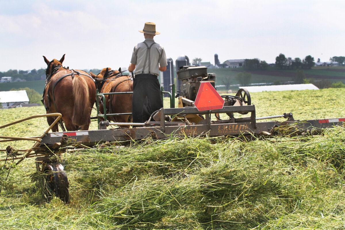 A young man cuts grass for hay in Lancaster County, Pa., on April 27, 2023. (Richard Moore/The Epoch Times)