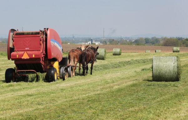 Baling hay behind a four-mule team in Lancaster County, Pa., on April 26, 2023. (Richard Moore/The Epoch Times)