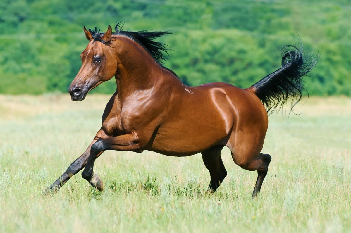 An Arabian horse gallops in an open field. (Makarova Viktoria/Shutterstock)