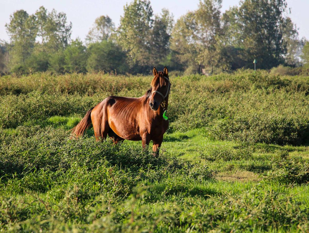 A Caspian horse in a field. (Mavritsina Irina/Shutterstock)