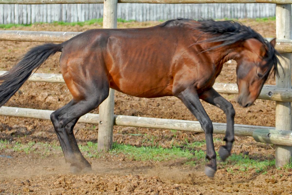 An excited Caspian horse in a ranch enclosure. (<a href="https://en.wikipedia.org/wiki/File:BGD_Ranch%27s_Caspians.jpg">Kerri-Jo Stewart</a>/CC BY 2.0)