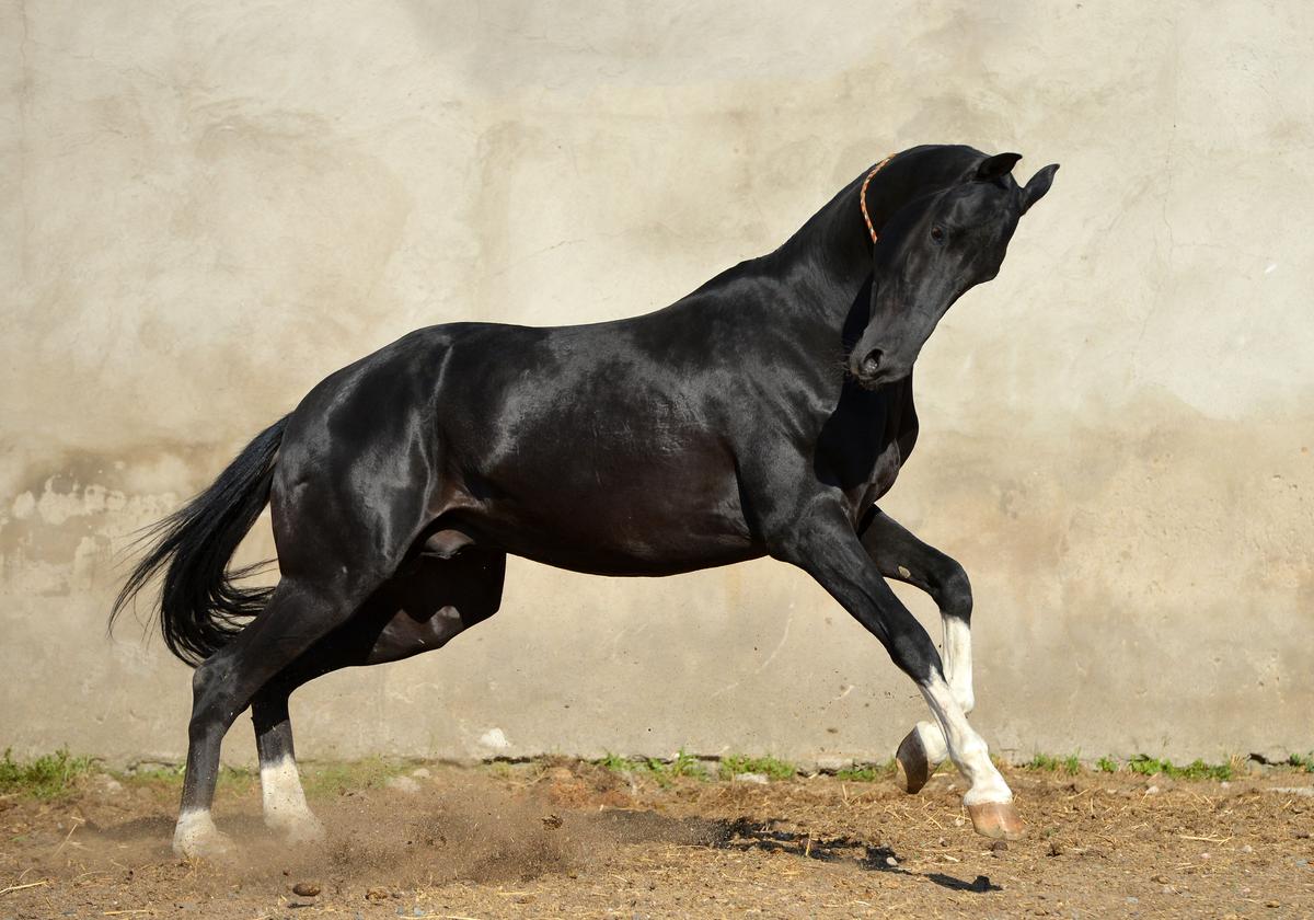 An Akhal-Teke displays dynamic action. (arthorse/Shutterstock)