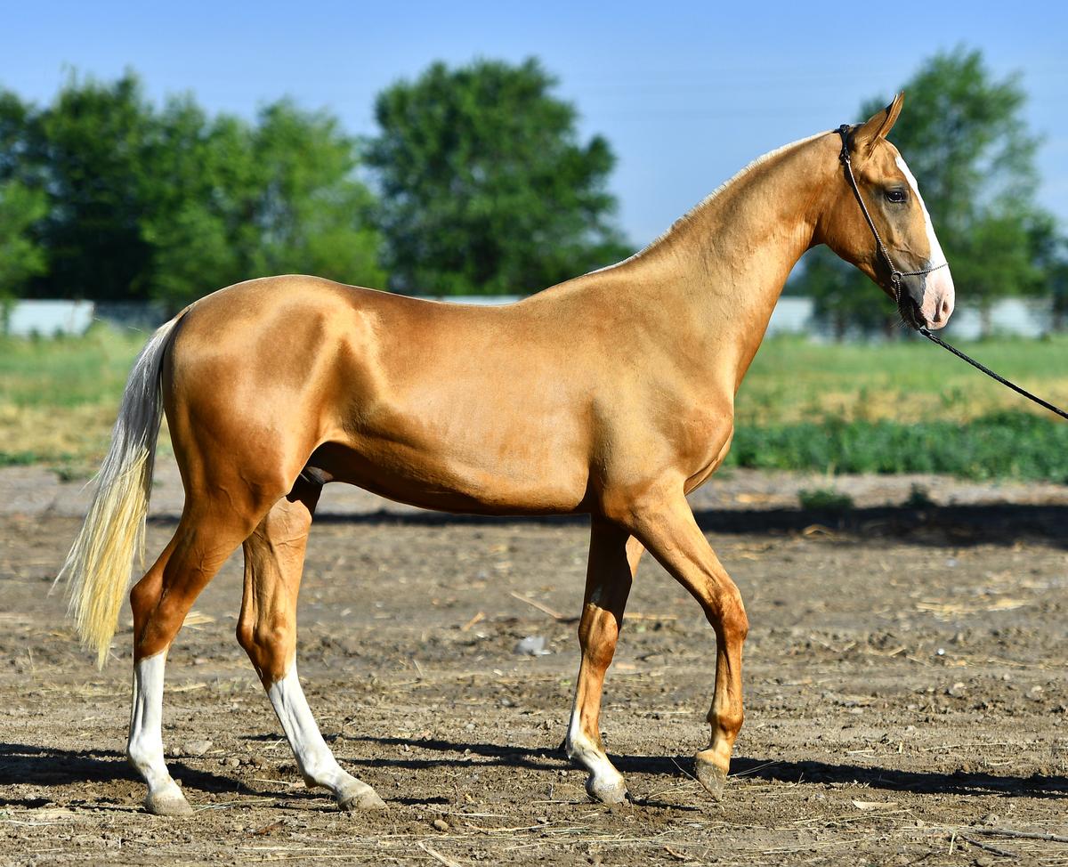 An Akhal-Teke horse with a shimmering coat being led through a pasture. (arthorse/Shutterstock)