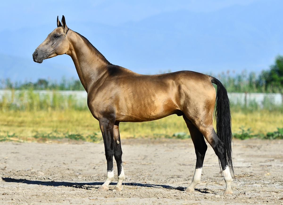 An Akhal-Teke horse exhibits a coat with a notable metallic sheen. (arthorse/Shutterstock)