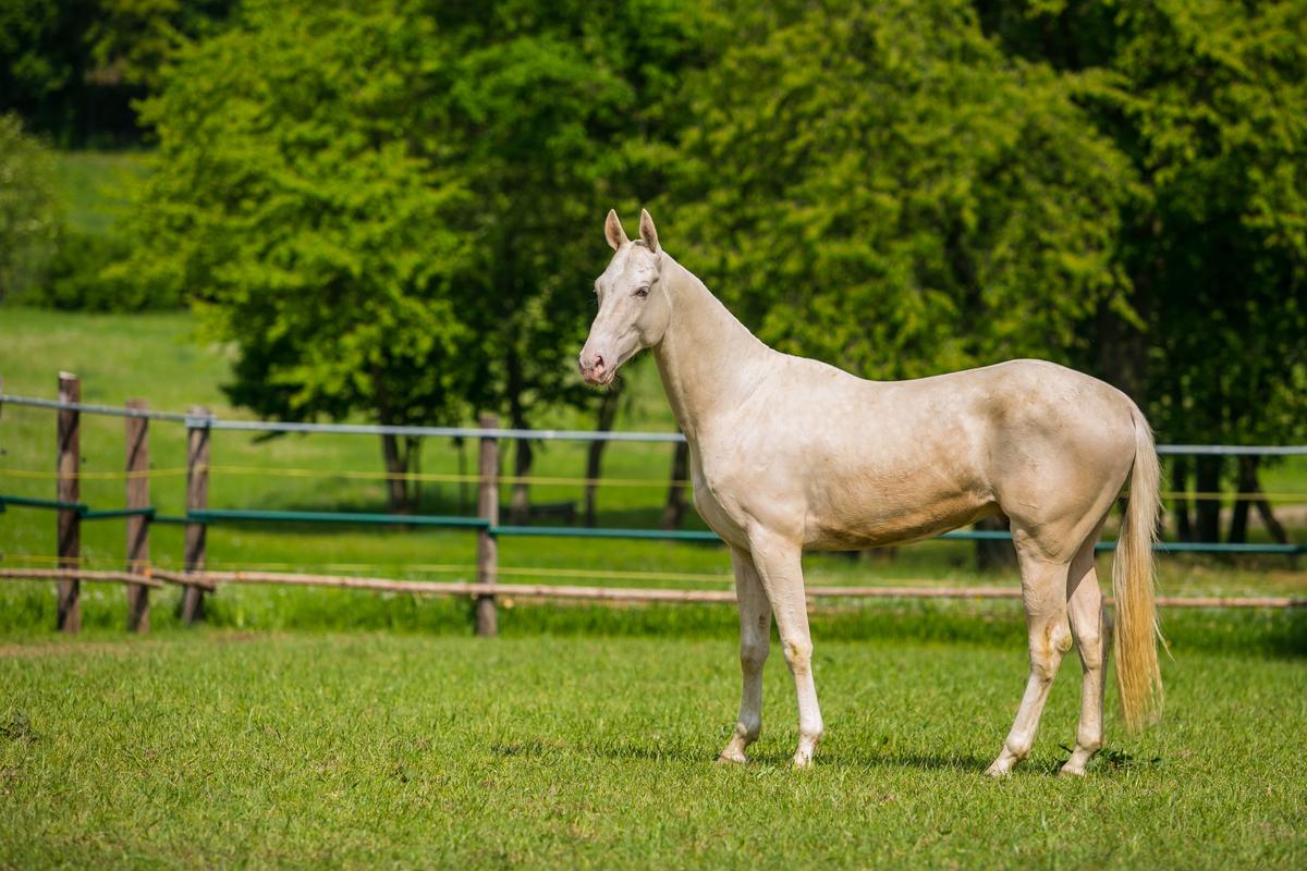 An Akhal-Teke horse in a field. (Lioneska/Shutterstock)