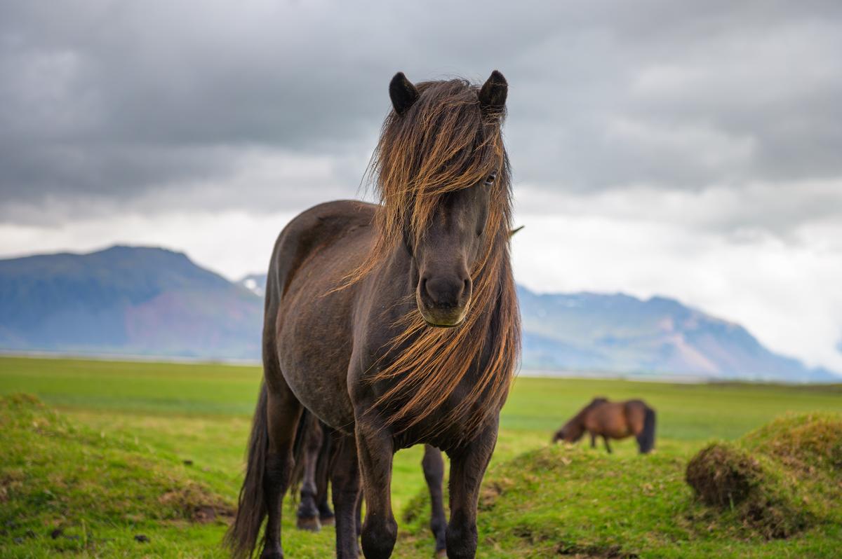 An Icelandic horse in an open field. (Nick Fox/Shutterstock)