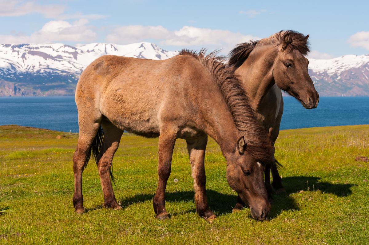 Icelandic horses nibbling grass amid a mountainous backdrop. (Karel Cerny/Shutterstock)