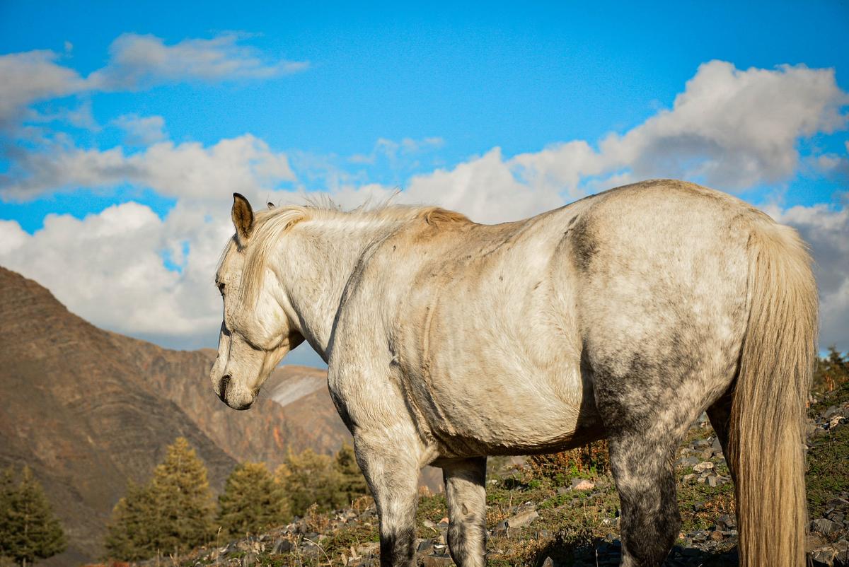 A Mongolian horse in a pasture. (nurmukhamed battur/Shutterstock)