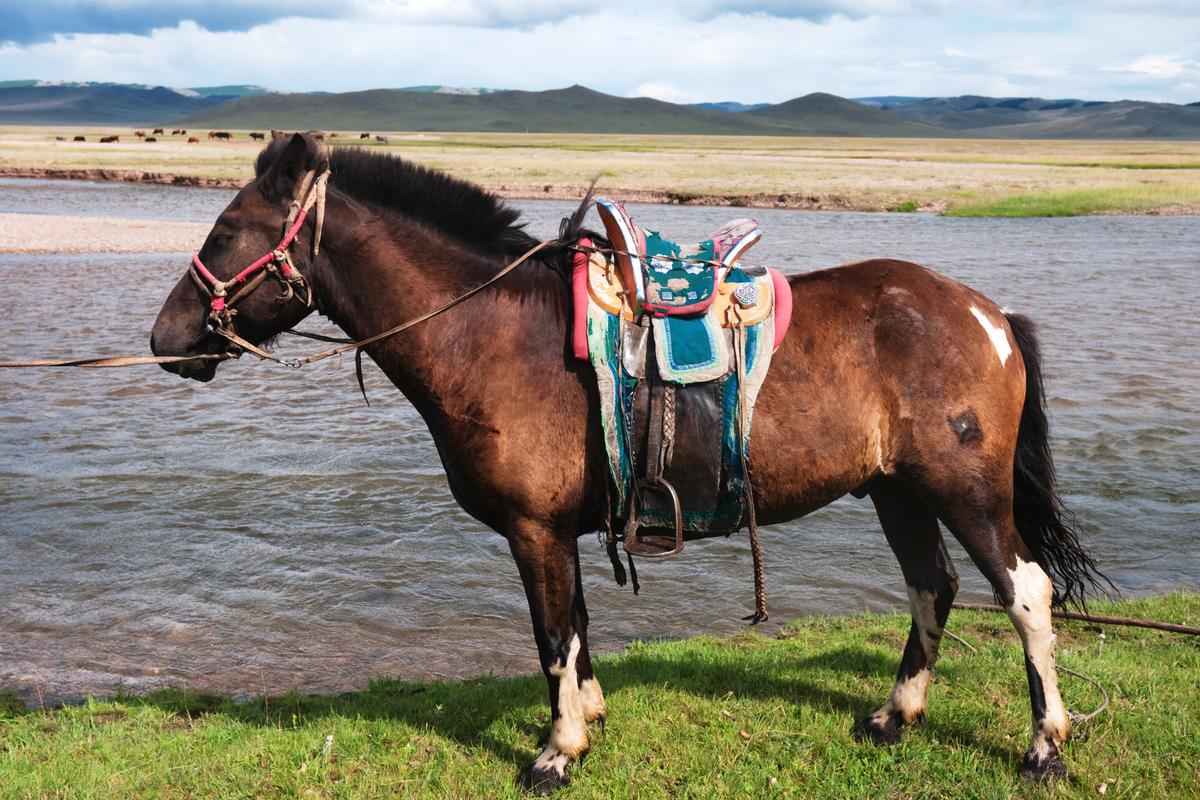A Mongolian horse with a traditional saddle and reigns. (Maxim Petrichuk/Shutterstock)