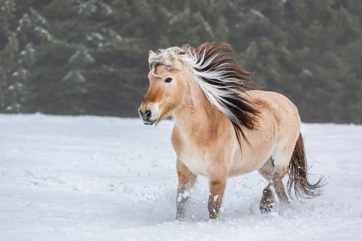 A Norwegian fjord horse in a snow-filled winter scene. (Annabell Gsoedl/Shutterstock)