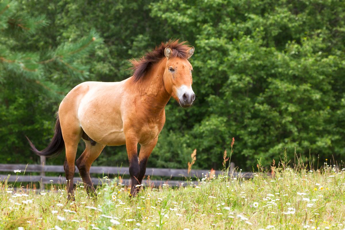 A Przewalski’s horse in a pasture. (Shchipkova Elena/Shutterstock)