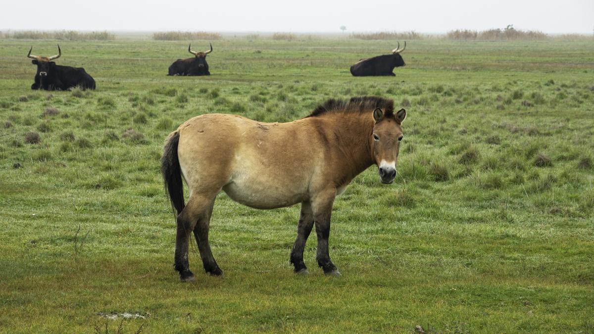 Przewalski’s horse roams in a field. (Milan Rybar/Shutterstock)