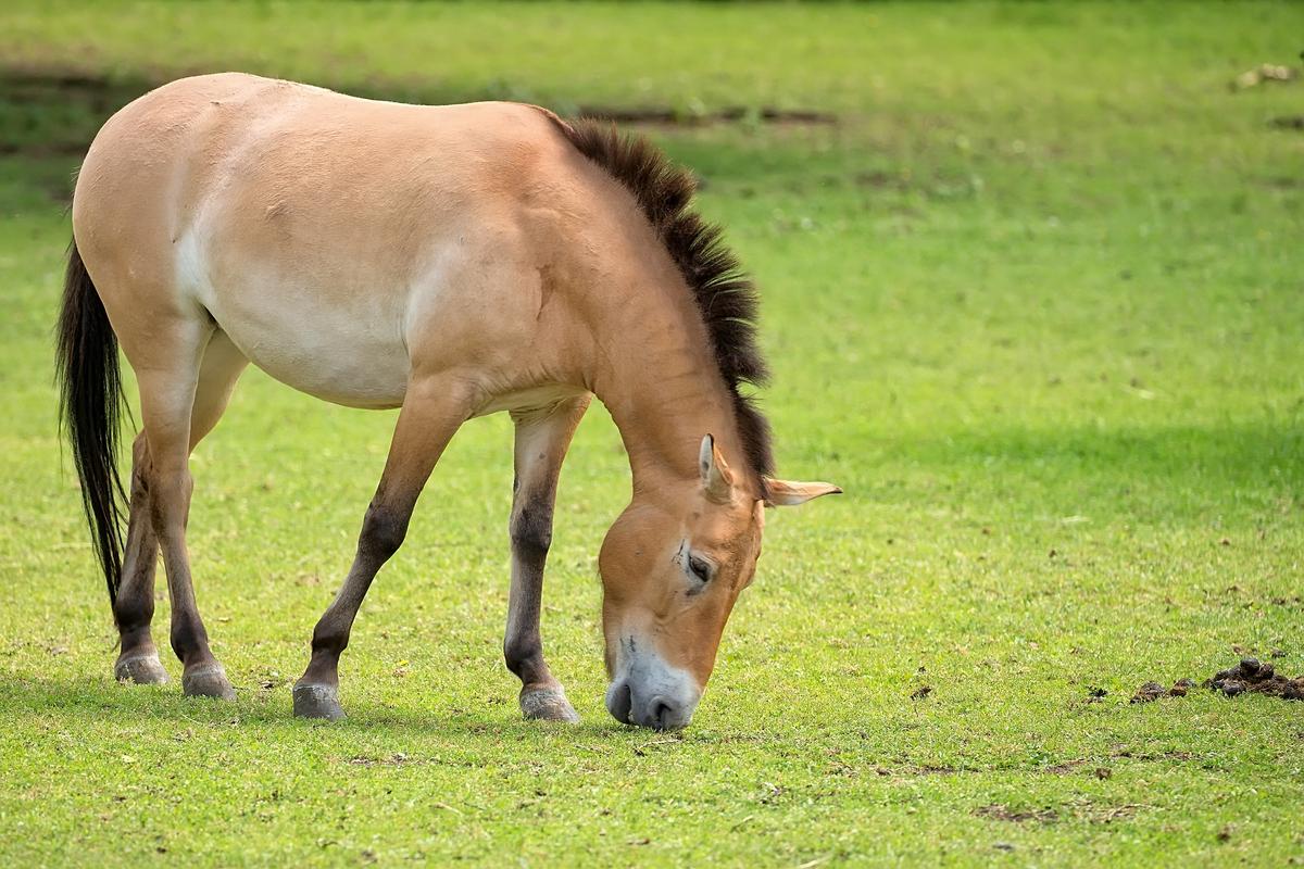 A Przewalski’s horse trims the pasture. (Janusz Pienkowski/Shutterstock)
