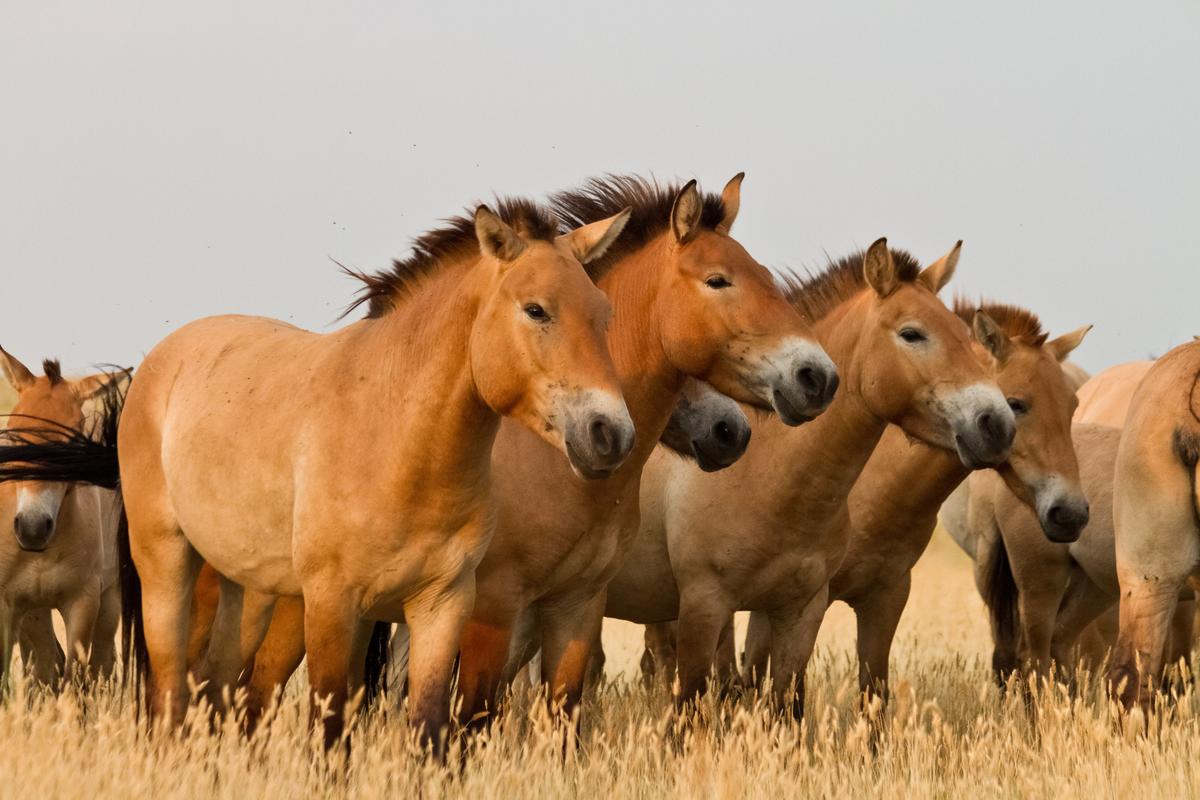 A herd of Przewalski’s horses. (Yantar/Shutterstock)