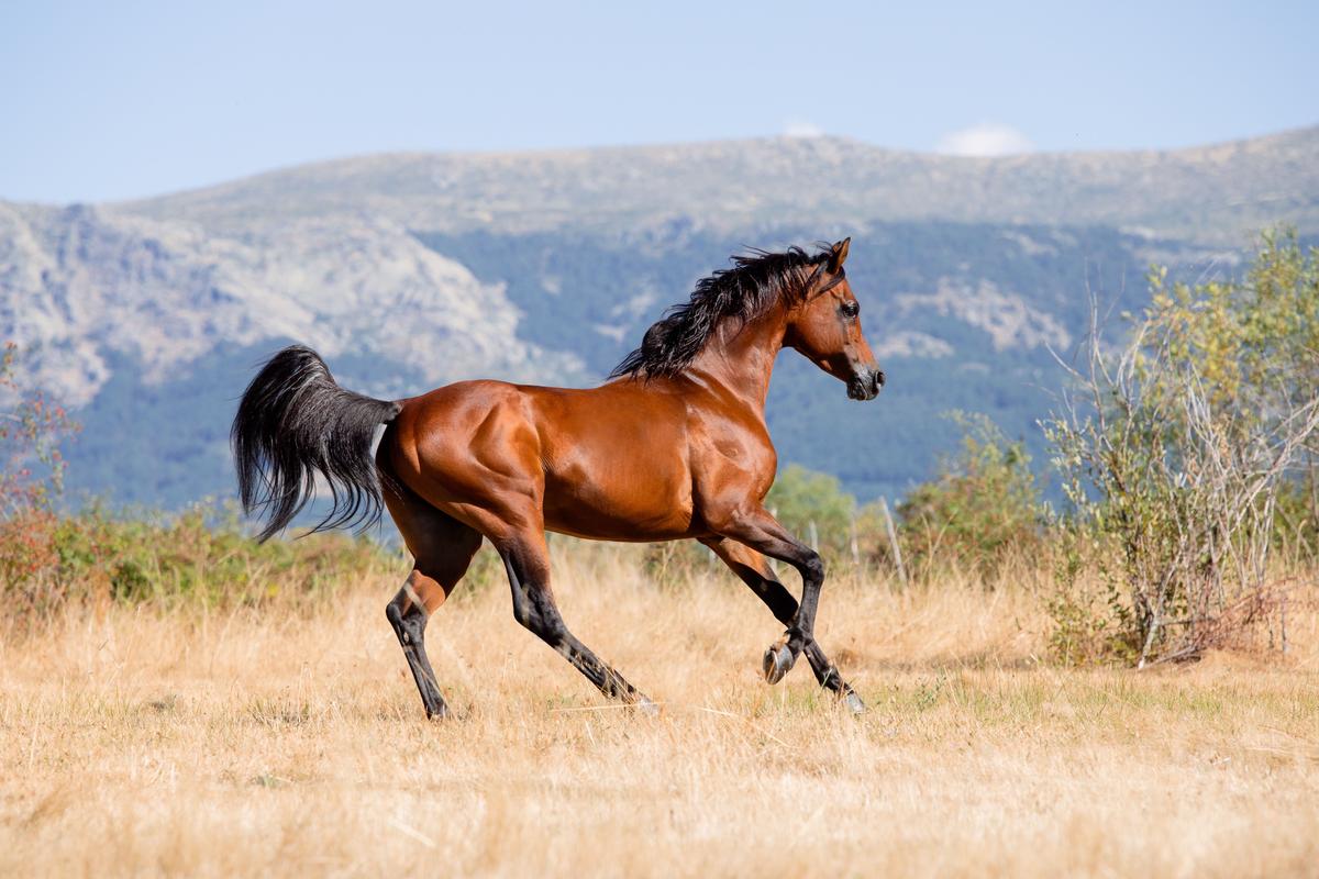 An Arabian horse roams free. (Azahara Perez/Shutterstock)