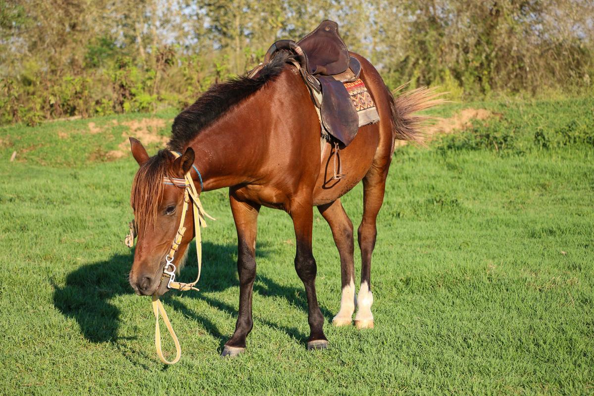 A Caspian horse saddled up and ready for riding. (Mavritsina Irina/Shutterstock)