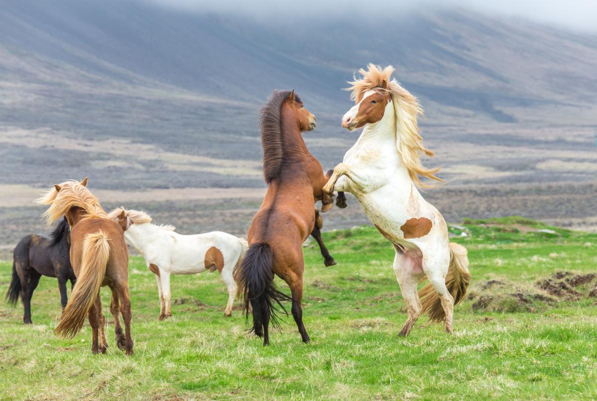 Icelandic horses frolicking in an open field. (O’sokin/Shutterstock)