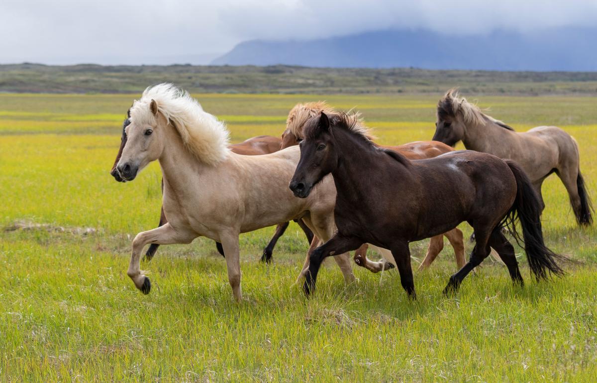 Icelandic horses galloping over an open landscape. (Anna_Andres/Shutterstock)