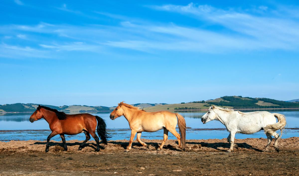 A herd of Mongolian horses. (Alex Tumee/Shutterstock)