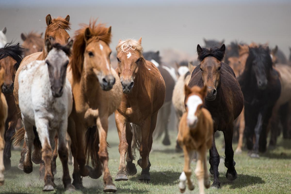 A herd of Mongolian horses. (byamba-ochir byambasuren/Shutterstock)