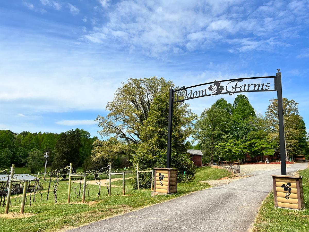 Odom Springs Vineyards, a family-owned estate winery, offers not only award-winning reds and whites, but also gorgeous views of the Blue Ridge Mountains. It also has a five-bedroom luxury lodge for rent. (Mary Ann Anderson/TNS)
