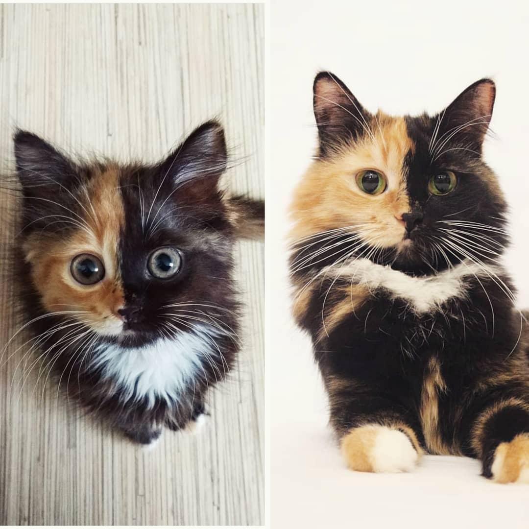 (Courtesy of <a href="https://www.instagram.com/yanatwofacecat/">Yana the Two-Faced Cat</a>)