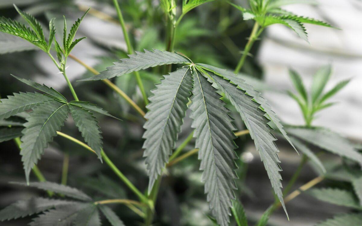 Marijuana plants grow at the Green Pearl Organics marijuana dispensary in Desert Hot Springs, Calif., on Jan. 1, 2018. (Robyn Beck/AFP via Getty Images)