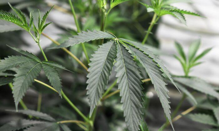 Ohio Voters Approve Ballot Measure Legalizing Marijuana for Adult Recreational Use