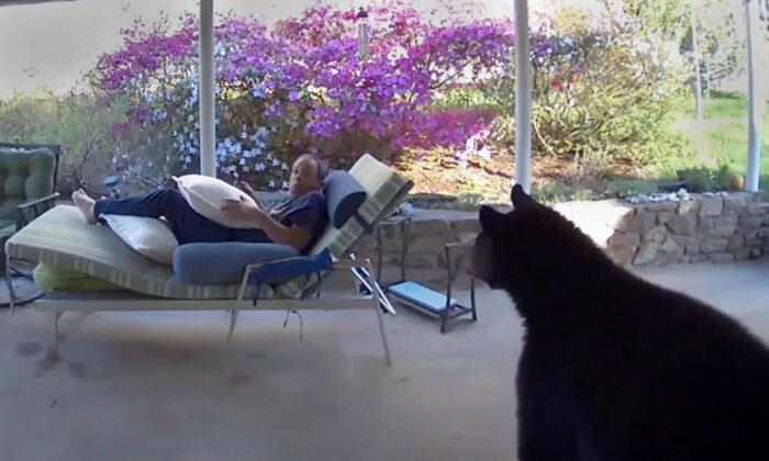 Man Startled After Making ‘Close’ Eye Contact With a Huge Bear While Relaxing Outside His Home