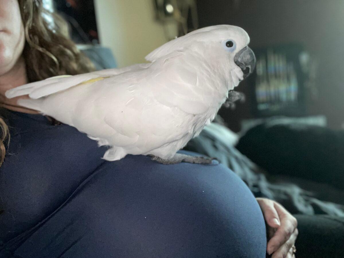 Emma on Riley's stomach when she was pregnant. (Courtesy of <a href="https://www.instagram.com/campingcockatoo/">Emma the Camping Cockato</a>)