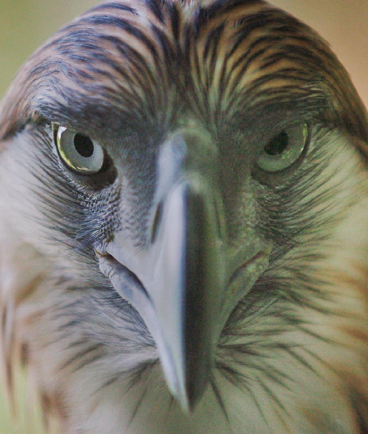 Pag-Asa, (Filipino for hope) the 12-year-old rare Philippine Eagle cast a striking look from his cage at the Philippine Eagle Center in Davao City, located in southern Mindanao island, on April 23, 2004. (ROMEO GACAD/AFP via Getty Images)